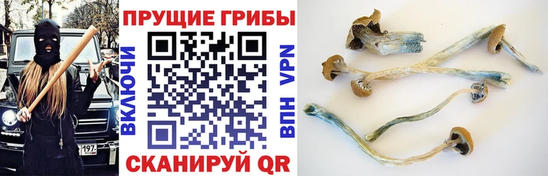 купить  цена  Елизово  Псилоцибиновые грибы Magic Shrooms 